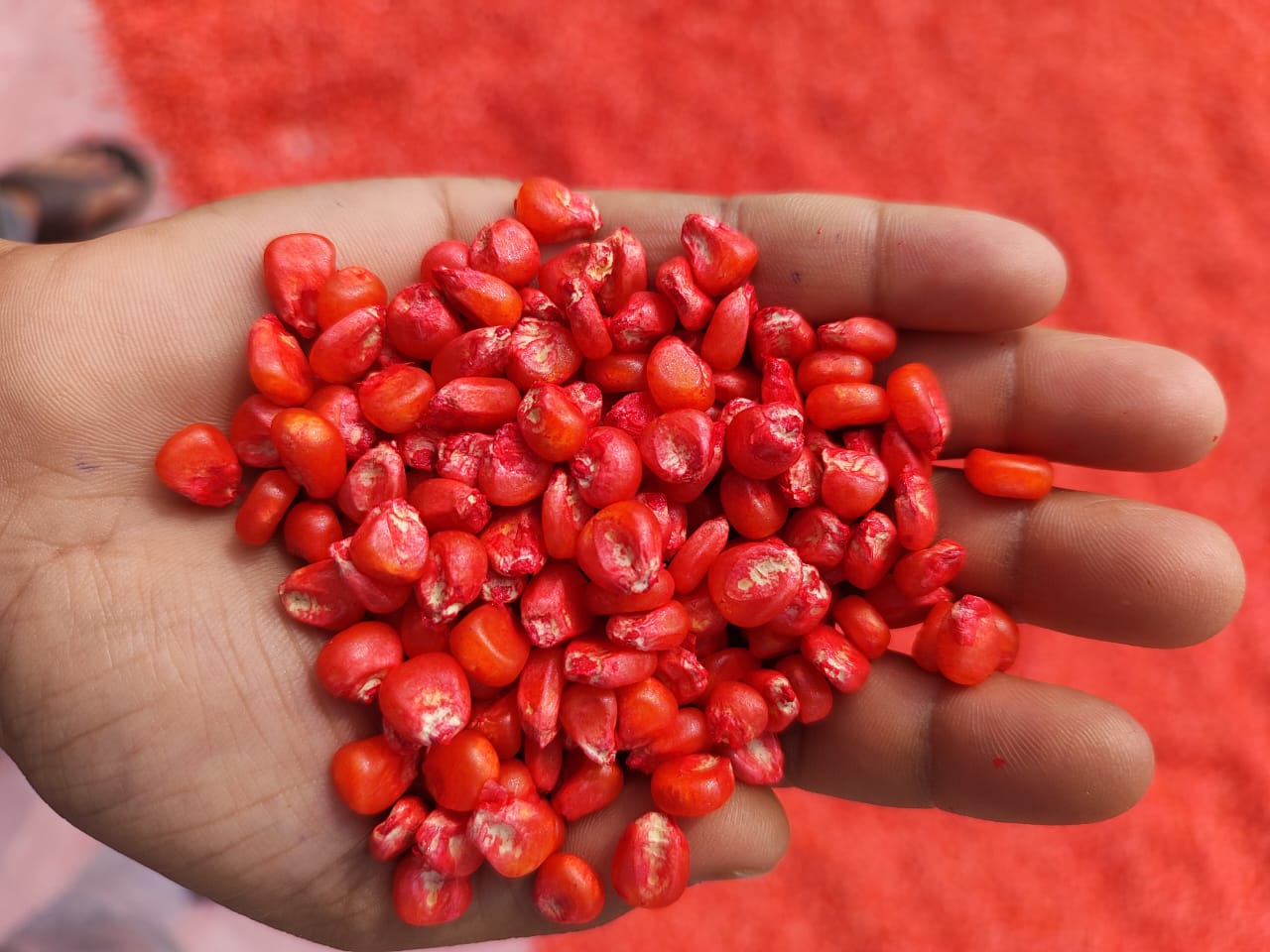 Maize seed