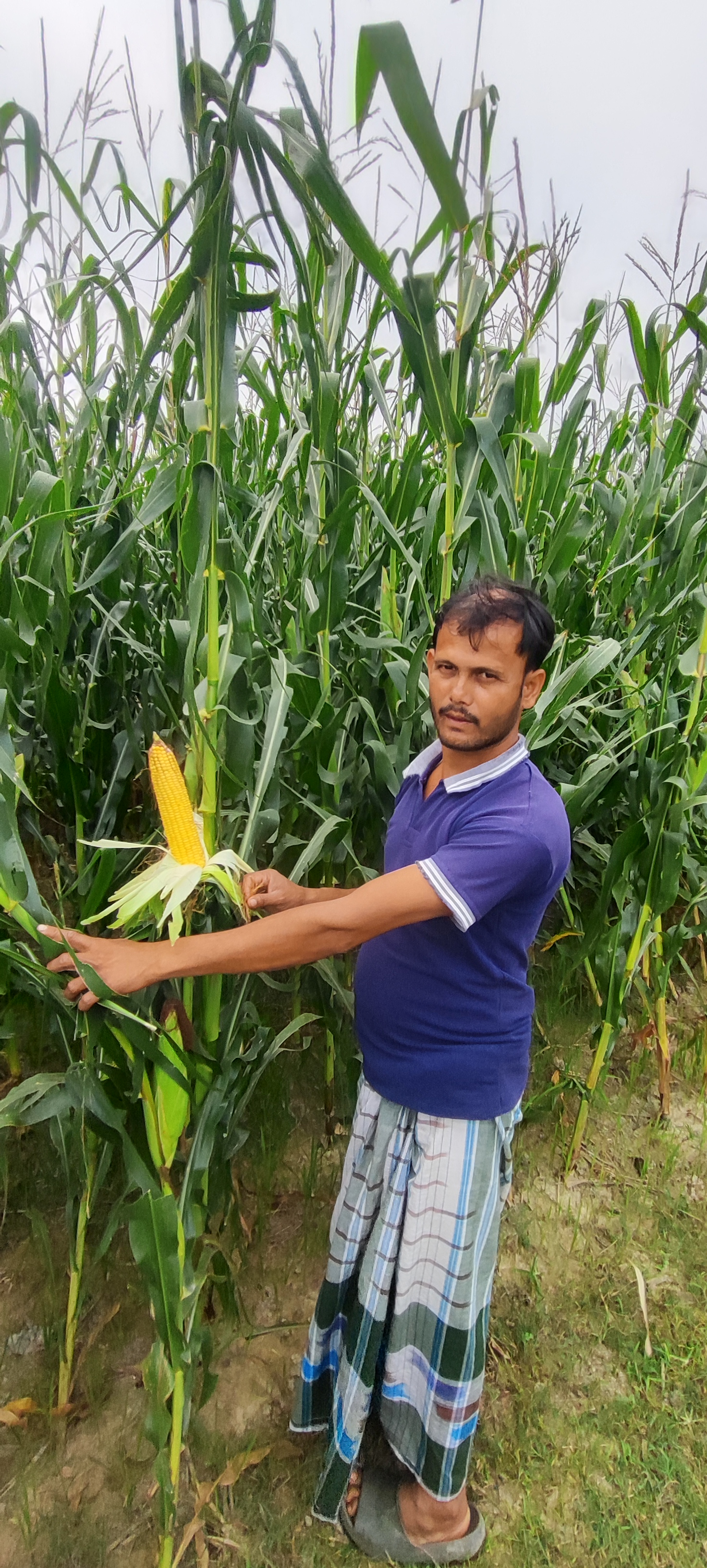 Maize position on plant