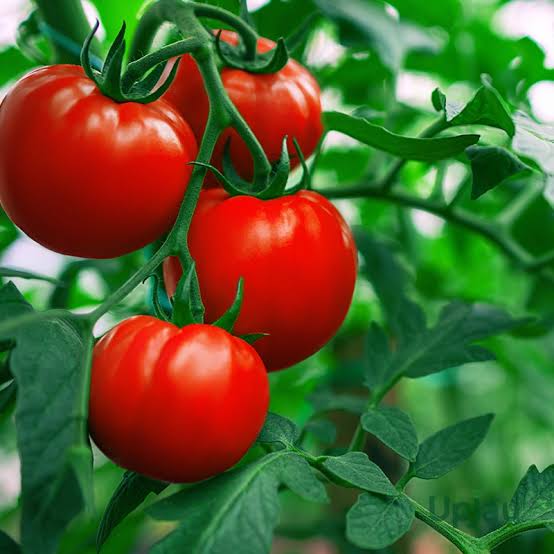Rio Tomato Hybrid Seeds