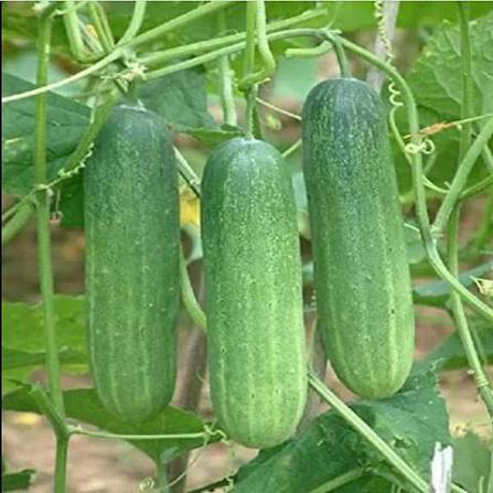 Rio Cucumber Seeds