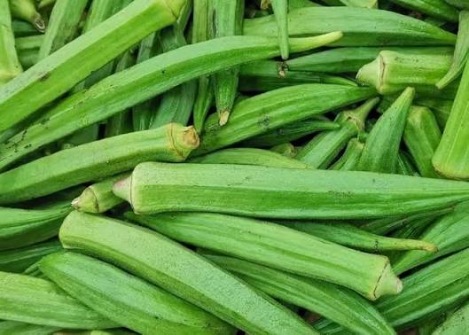 Rio Okra Seeds